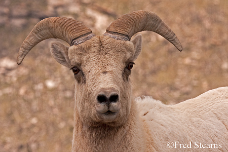Mount Evans Big Horn Sheep Ewe